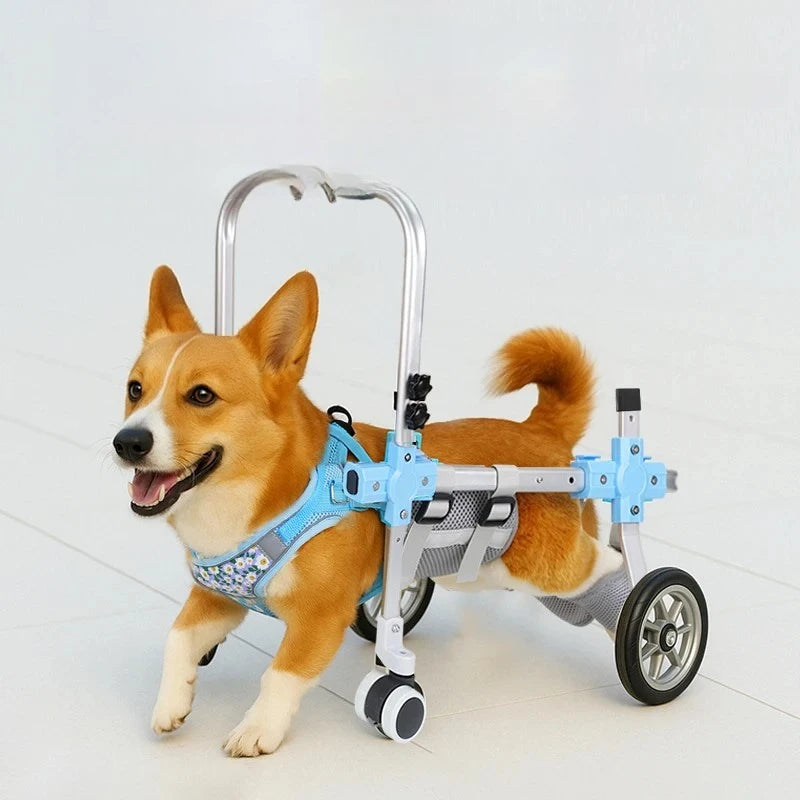 Silla de ruedas para perros con movilidad reducida